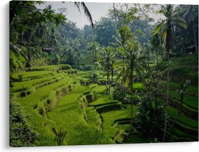 Obraz ryžových terás Tegalalang, Bali (70x50 cm)
