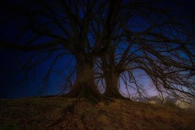 Samolepiaca tapeta stromy v nočnej krajine - 450x300