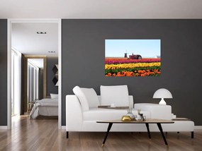 Obraz tulipánové farmy (90x60 cm)