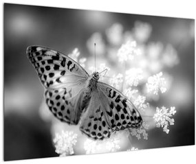 Obraz - Detail motýľa opeľujúceho kvet (90x60 cm)