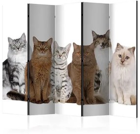 Paraván - Sweet Cats II [Room Dividers] Veľkosť: 225x172, Verzia: Jednostranný