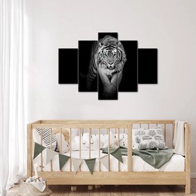 Obraz - Tiger s modrými očami (150x105 cm)
