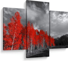 Obraz - Stromy vo farbe jesene (90x60 cm)
