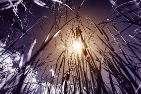 Samolepiaca fototapeta pohľad na slnko z poľnej trávy