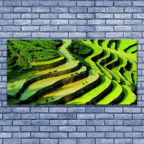Obraz plexi Pole ryža les umenie 120x60 cm