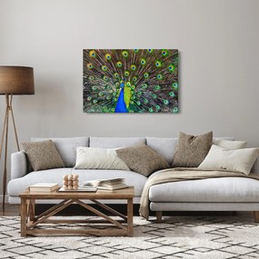 Obraz - Páv (90x60 cm)