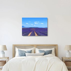 Sklenený obraz - Levanduľové pole (70x50 cm)