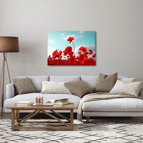 Obraz poľa s jasne červenými kvetmi (70x50 cm)