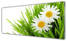Obraz plexi Sedmokráska kvet príroda 125x50 cm