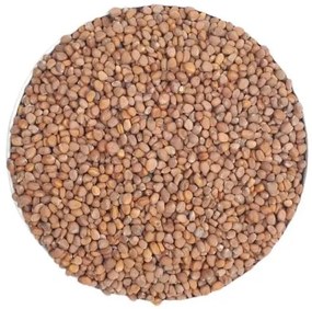 Bestent Reďkovka na nakličovanie 5g vzorka