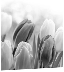 Čiernobiely obraz pučiacich tulipánov (30x30 cm)