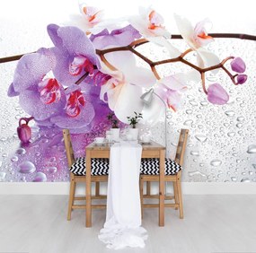 Fototapeta - Orchidey (152,5x104 cm)