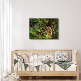 Sklenený obraz odpočívajúceho tigra (70x50 cm)