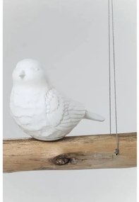 Animal Birds visiaca lampa
