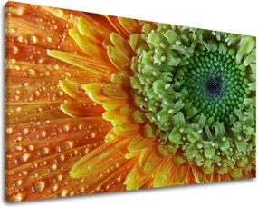 Obraz na stenu KVETY KV037E11 - 30x40 cm