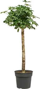 Schefflera arboricola Gold Capella 34x155 cm