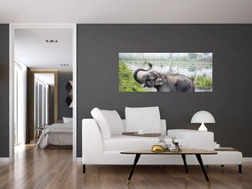 Obraz - Kúpajúci sa slon (120x50 cm)