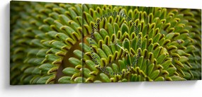 Obraz - Papraď (s hodinami) (90x30 cm)