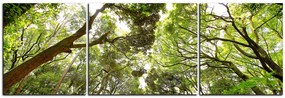 Obraz na plátne - Zelené stromy v lese - panoráma 5194C (150x50 cm)