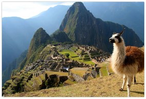 Obrázok - Lama a Machu Picchu (90x60 cm)