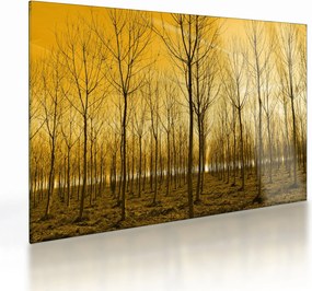 Sklenený obraz lesa pri západe slnka (70x50 cm)