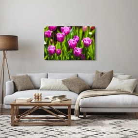 Obraz tulipánov na lúke (90x60 cm)