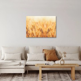 Obraz - pole s obilím (70x50 cm)