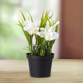 Die moderne Hausfrau Umelý kvet Iris biely