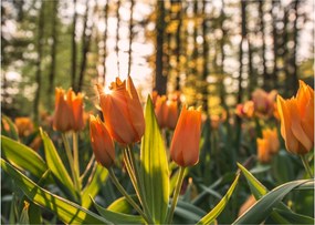 Obraz - kvety tulipánov (70x50 cm)