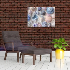 Sklenený obraz - Zbierka mušlí (70x50 cm)