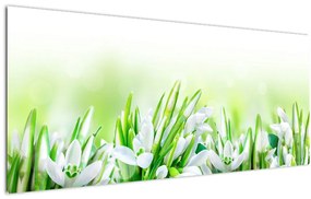 Obraz - Snežienky (120x50 cm)