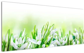 Obraz - Snežienky (120x50 cm)