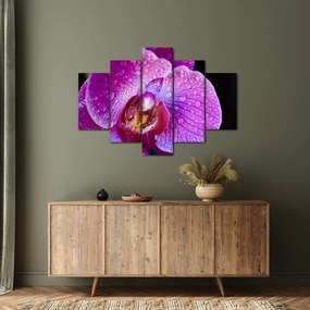 Detailný obraz kvetu orchidey (150x105 cm)