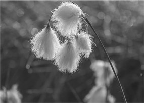Sklenený obraz - Cottongrass (70x50 cm)