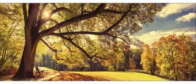 Sklenený obraz Sunshine in the park 30x80 cm