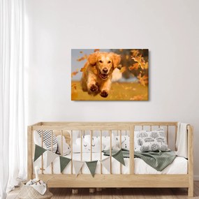 Obraz - Zlatý retriever (90x60 cm)