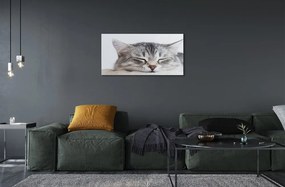 Sklenený obraz ospalá mačka 125x50 cm
