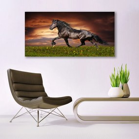 Obraz na akrylátovom skle Čierny kôň lúka zvieratá 120x60 cm