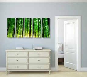 5-dielny obraz svieži zelený les - 200x100