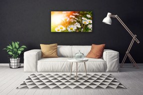 Obraz Canvas Sedmokrásky kvety lúče 120x60 cm