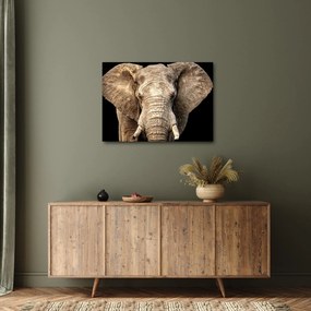 Obraz - Slon africký (70x50 cm)