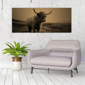 Obraz - Škótska krava v behu (120x50 cm)