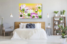 Obraz letné kvety - 120x80