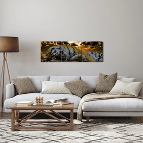 Obraz spiaceho tigra (s hodinami) (90x30 cm)