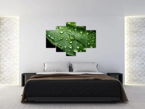 Obraz - List po daždi (150x105 cm)