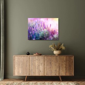Sklenený obraz - Levanduľa vo trblietania slnka (70x50 cm)