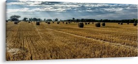 Obraz zozbieraného obilného poľa (120x50 cm)