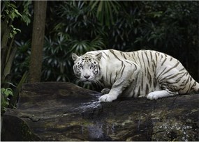 Sklenený obraz - Tiger albín (70x50 cm)