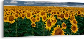 Obraz slnečnicového poľa (120x50 cm)