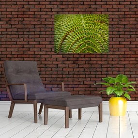 Obraz - Papraď (70x50 cm)